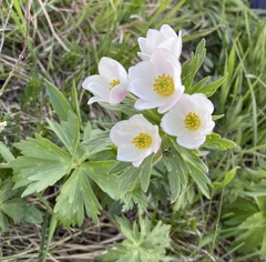 Anemonastrum fasciculatum