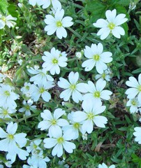 Cerastium arvense × tomentosum