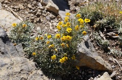 Tetraneuris argentea