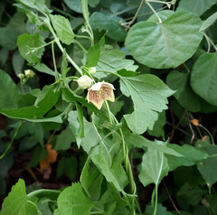 Philibertia gilliesii