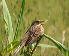 Emberiza calandra