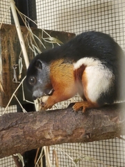 Callosciurus prevostii