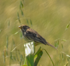 Emberiza calandra