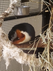 Callosciurus prevostii