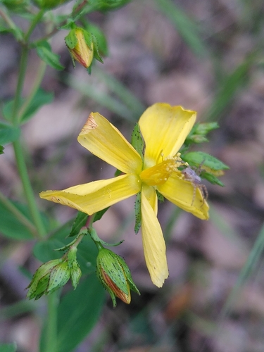 Hypericum australe (Hypericum australe)
