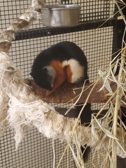 Callosciurus prevostii