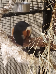 Callosciurus prevostii