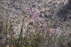 Abronia angustifolia