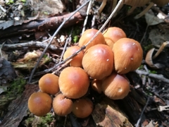 Fungi