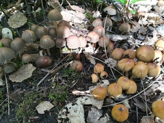 Fungi