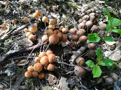 Fungi