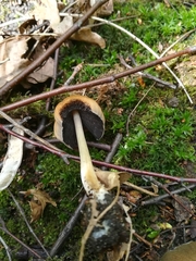 Fungi