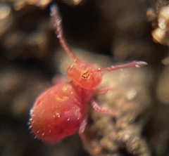 Calvatomina rufescens