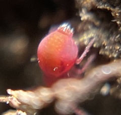 Calvatomina rufescens