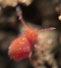 Calvatomina rufescens