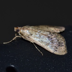 Asciodes quietalis