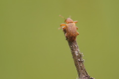 Curculionidae