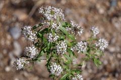 Thelypodium wrightii