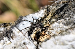 Acantholycosa lignaria