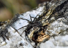 Acantholycosa lignaria