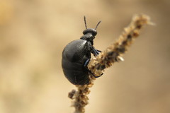 Meloe brevicollis