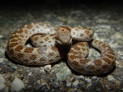 Coast Night Snake