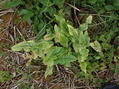 Arum italicum italicum