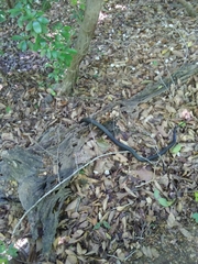 Pantherophis alleghaniensis