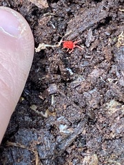 Trombidium auroraense