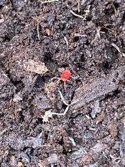 Trombidium auroraense