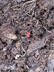 Trombidium auroraense