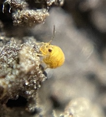 Sminthurinus henshawi