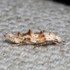 Mompha rufocristatella