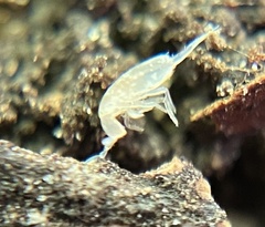 Pseudosinella