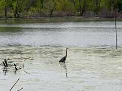 Ardea herodias