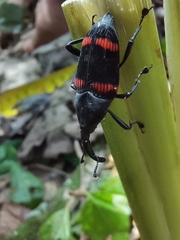 Cactophagus duplocinctus