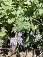 Hydrophyllum capitatum