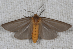 Pagara simplex