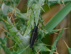 Agapanthia suturalis