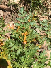 Puccinia jonesii