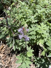 Hydrophyllum capitatum