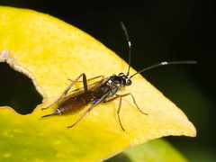 Ischnus inquisitorius