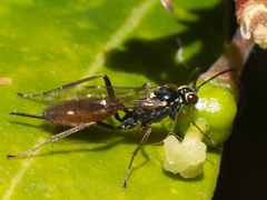 Ischnus inquisitorius