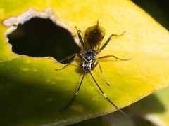 Ischnus inquisitorius