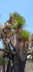 Yucca periculosa
