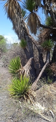 Yucca periculosa