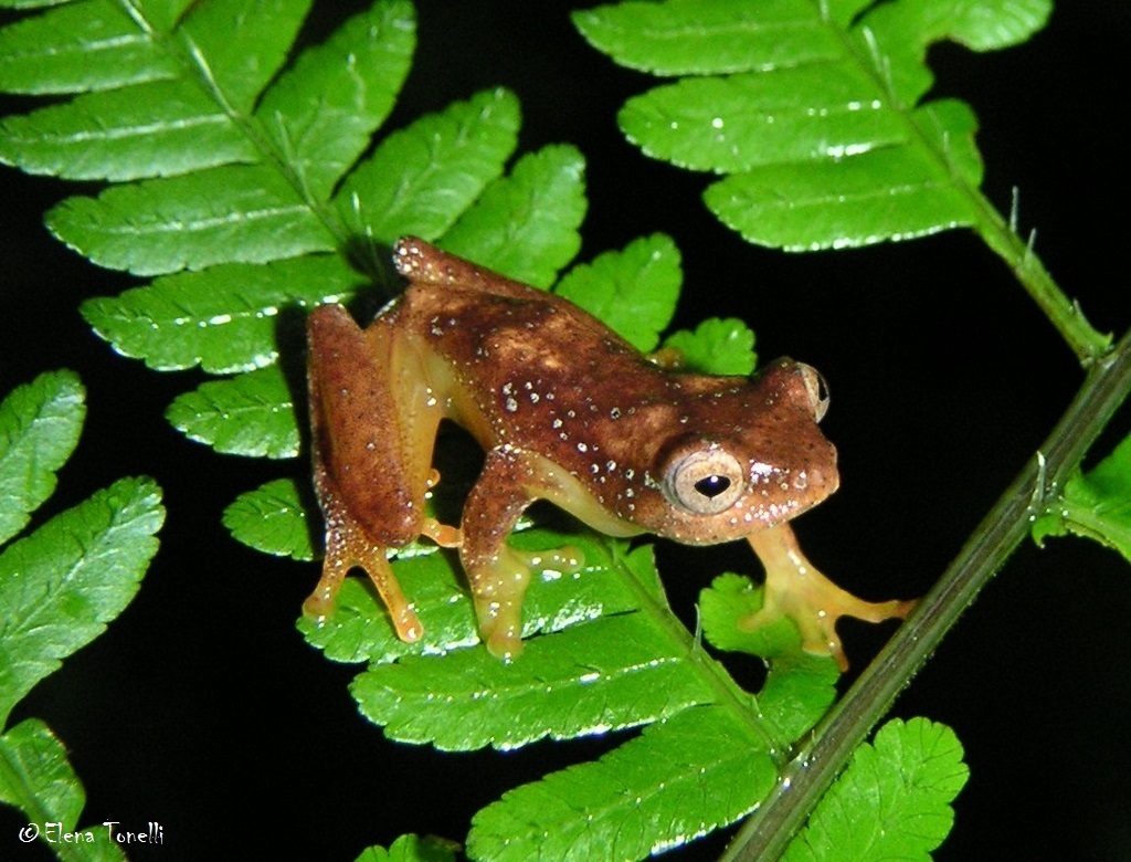 Kihanga Reed Frog