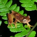 Kihanga Reed Frog - Photo (c) elenatonelli, some rights reserved (CC BY-NC), uploaded by elenatonelli