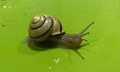 Cepaea nemoralis
