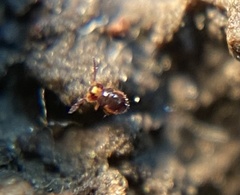 Sminthurides plicatus